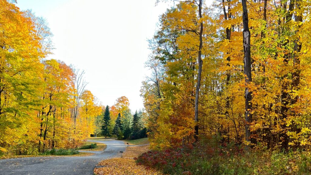 See autumn in northern Michigan. Winding road in Gaylord with s curves and beautiful trees in yellow and orange shows leaves falling and green pine trees in the distance.